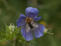 Bombus hypnorum 28, Boomhommel, Saxifraga-Jan van der Straaten
