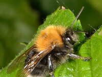 Bombus hypnorum 7, Boomhommel, Saxifraga-Ab H Baas