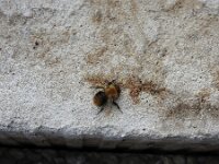 Bombus pascuorum 60, Akkerhommel, Saxifraga - Michiel Drok