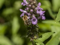 Bombus pascuorum 61, Akkerhommel, Saxifraga-Jan van der Straaten