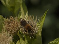 Bombus pascuorum 64, Akkerhommel, Saxifraga-Jan van der Straaten