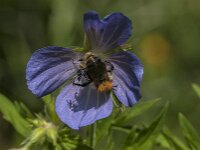 Bombus pascuorum 68, Akkerhommel, Saxifraga-Jan van der Straaten