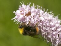 Bombus pratorum 17, Weidehommel, Saxifraga-Jan van der Straaten