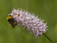 Bombus pratorum 18, Weidehommel, Saxifraga-Jan van der Straaten