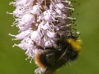 Bombus pratorum 21, Weidehommel, Saxifraga-Jan van der Straaten