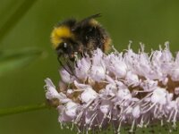 Bombus pratorum 22, Weidehommel, Saxifraga-Jan van der Straaten