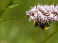 Bombus pratorum 23, Weidehommel, Saxifraga-Jan van der Straaten