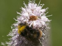 Bombus pratorum 25, Weidehommel, Saxifraga-Jan van der Straaten