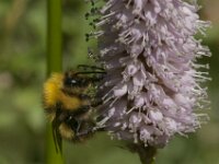 Bombus pratorum 28, Weidehommel, Saxifraga-Jan van der Straaten