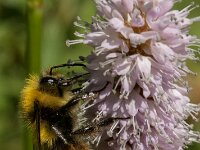 Bombus pratorum 29, Weidehommel, Saxifraga-Jan van der Straaten