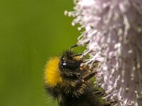 Bombus pratorum 34, Weidehommel, Saxifraga-Jan van der Straaten