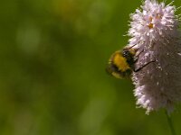 Bombus pratorum 35, Weidehommel, Saxifraga-Jan van der Straaten