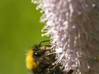 Bombus pratorum 36, Weidehommel, Saxifraga-Jan van der Straaten