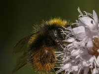 Bombus pratorum 37, Weidehommel, Saxifraga-Jan van der Straaten
