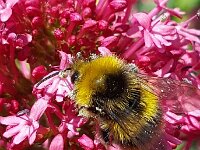 Bombus pratorum 38, Weidehommel, Saxifraga-Ben Delbaere