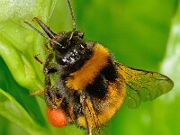 Bombus terrestris 10, Aardhommel, Saxifraga-Ab H Baas