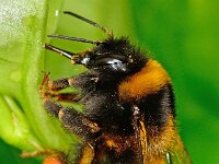 Bombus terrestris 8, Aardhommel, Saxifraga-Ab H Baas