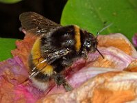 Bombus terrestris 9, Aardhommel, Saxifraga-Ab H Baas