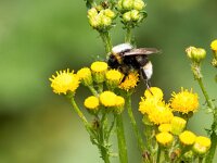 Bombus vestalis 6, Grote koekoekshommel, Saxifraga-Bart Vastenhouw