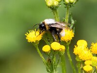 Bombus vestalis 7, Grote koekoekshommel, Saxifraga-Bart Vastenhouw