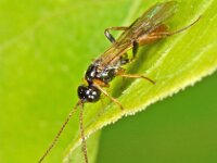 Bracon sp
