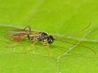 Bracon sp 2, Saxifraga-Ab H Baas