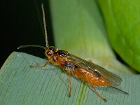 Bracon sp 4, Saxifraga-Ab H Baas