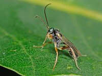 Campopleginae sp