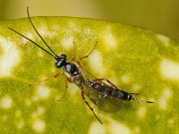 Campopleginae sp 2, Saxifraga-Ab H Baas