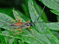Campopleginae sp 3, Saxifraga-Ab H Baas