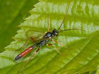 Campopleginae sp 4, Saxifraga-Ab H Baas