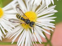 Cerceris arenaria 3, Gewone knoopwesp, Saxifraga-Tom Heijnen