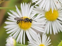 Cerceris arenaria 4, Gewone knoopwesp, Saxifraga-Tom Heijnen