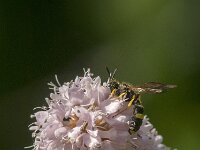 Cerceris rybyensis 22, Groefbijendoder, Saxifraga-Jan van der Straaten