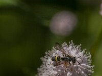 Cerceris rybyensis 25, Groefbijendoder, Saxifraga-Jan van der Straaten