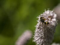 Cerceris rybyensis 26, Groefbijendoder, Saxifraga-Jan van der Straaten