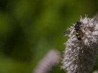 Cerceris rybyensis 27, Groefbijendoder, Saxifraga-Jan van der Straaten