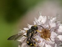Cerceris rybyensis 28, Groefbijendoder, Saxifraga-Jan van der Straaten