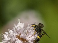 Cerceris rybyensis 30, Groefbijendoder, Saxifraga-Jan van der Straaten
