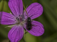 Chelostoma rapunculi 10, Grote klokjesbij, Saxifraga-Jan van der Straaten