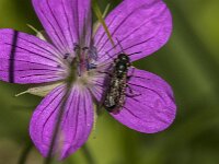 Chelostoma rapunculi 11, Grote klokjesbij, Saxifraga-Jan van der Straaten