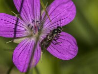 Chelostoma rapunculi 12, Grote klokjesbij, Saxifraga-Jan van der Straaten