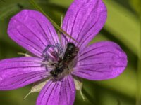 Chelostoma rapunculi 14, Grote klokjesbij, Saxifraga-Jan van der Straaten