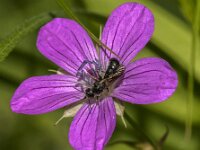 Chelostoma rapunculi 15, Grote klokjesbij, Saxifraga-Jan van der Straaten