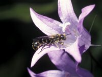 Chelostoma rapunculi 7, Grote klokjesbij, Saxifraga-Pieter van Breugel