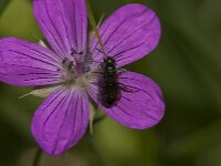 Chelostoma rapunculi 8, Grote klokjesbij, Saxifraga-Jan van der Straaten