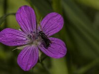 Chelostoma rapunculi 9, Grote klokjesbij, Saxifraga-Jan van der Straaten