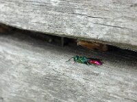 Chrysis ignita 12, Gewone goudwesp, Saxifraga-Ben Delbaere
