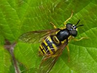 Chrysotoxum cautum