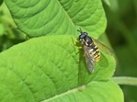 Chrysotoxum cautum 2, Grote fopwesp, Saxifraga-Tom Heijnen